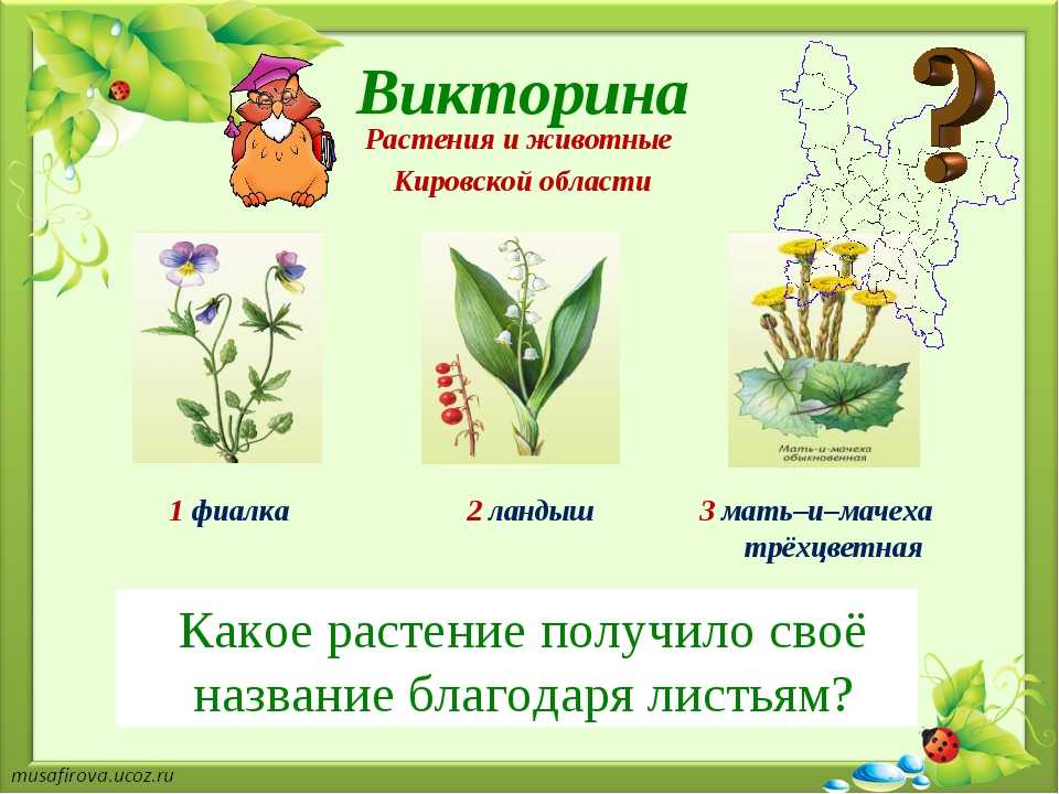 Викторина «лекарственные растения»: с ответами