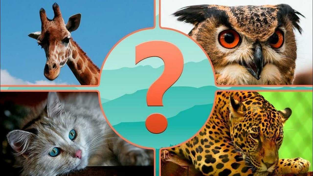 Видео про угадай. Угадай животное. Угадать животное по картинке. Игра Угадай животное. Угадайка животные.