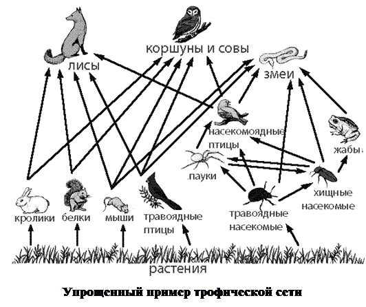 Пищевые сети в биоценозе. Пищевые связи в биогеоценозе цепь питания. Схема пищевой сети лесного биоценоза. Биоценоз сеть питания схема.