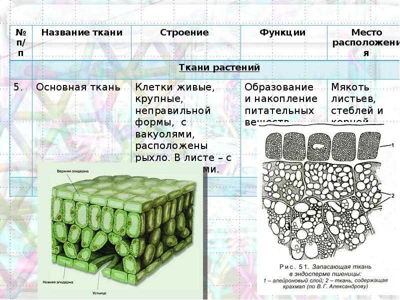 Ткани