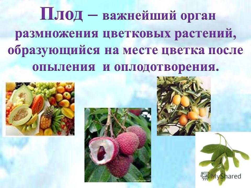 Что является признаком плодов растений. Плоды цветков растений. Плоды покрытосеменных растений. Плоды растений разнообразие. Презентация по теме плод.
