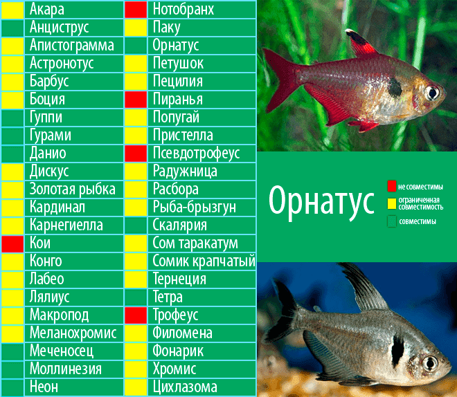 Золотые рыбки: история, уход и содержание, размножение - aqua-tropica.ru