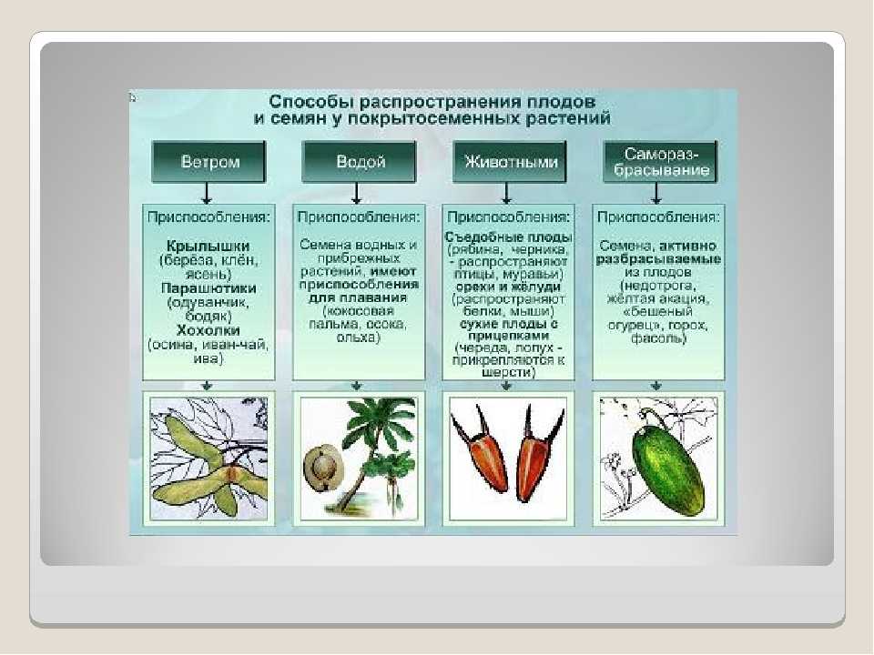 Как распространяются семена и плоды ответ в виде схемы