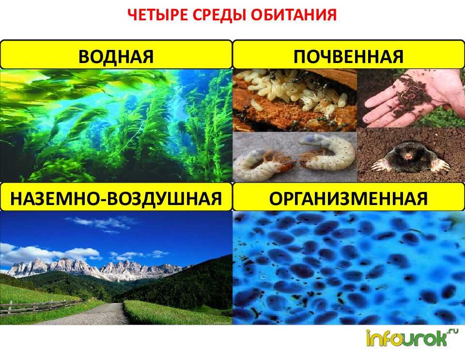 Среды обитания живых организмов, тест с ответами, 5 класс