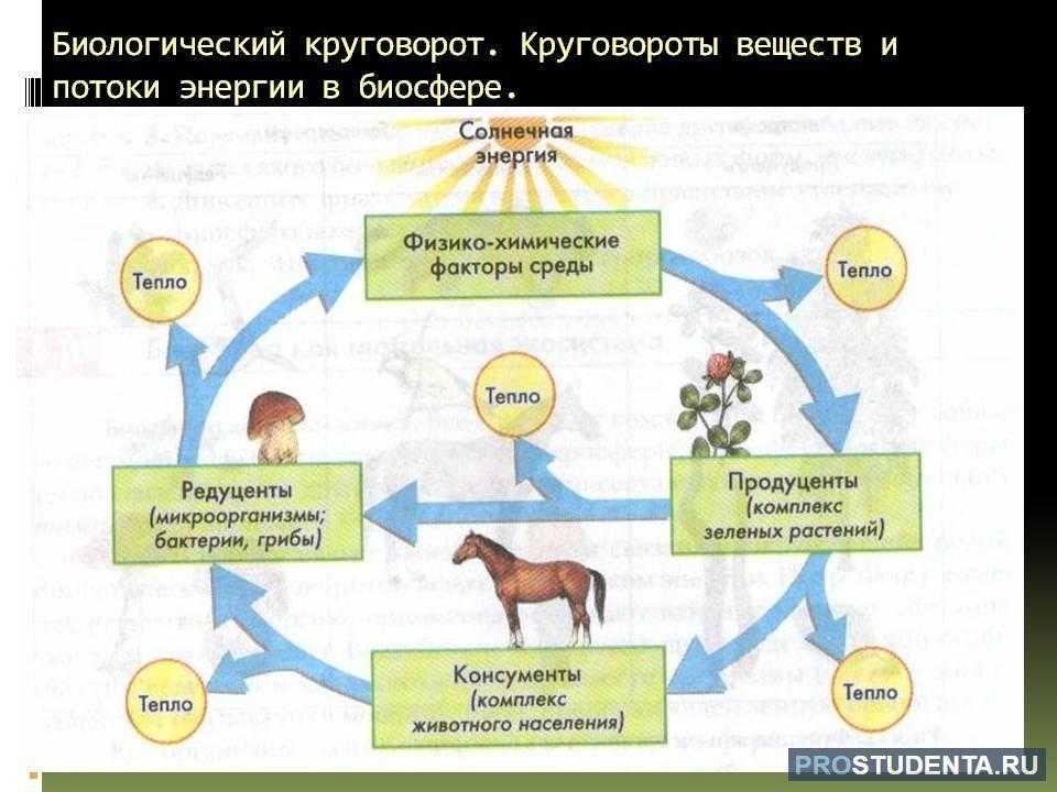 Процессы биологического круговорота веществ. Схема биологического круговорота 6 класс. Биологический круговорот в биосфере. Круговорот веществ в природе. Круговорот веществ и поток энергии.