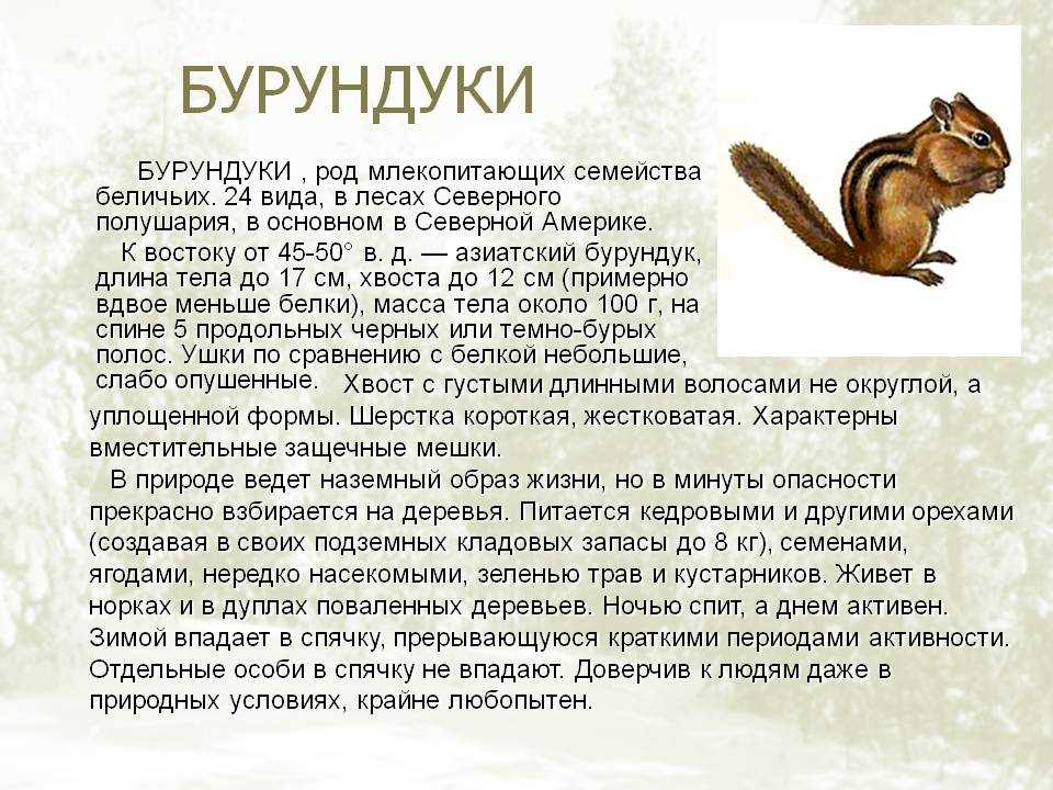 Нарядный бурундук 3 класс презентация, доклад, проект