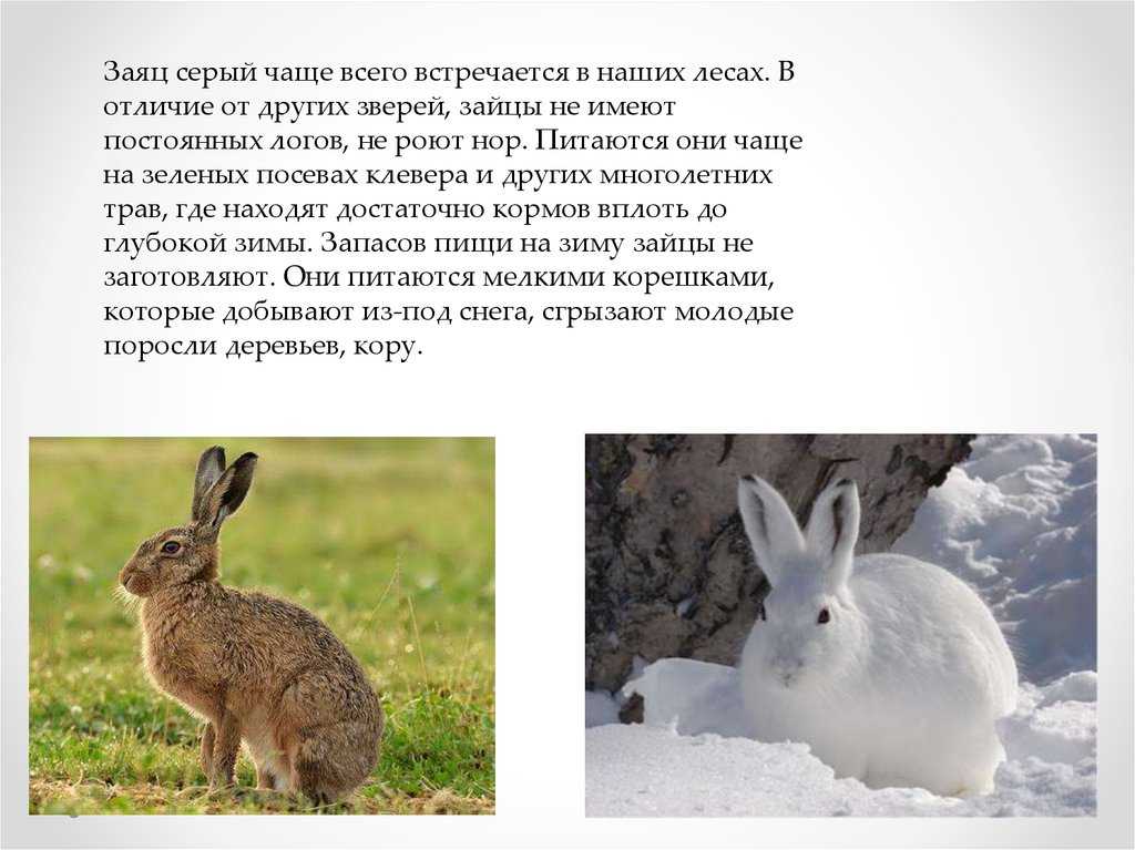 Зайцу нужно было. Заяц зимой и летом. Заяц зимой и летом в лесу. Серый заяц зимой.