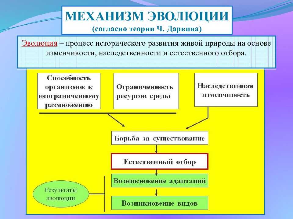Основные положения эволюционного учения ч. дарвина