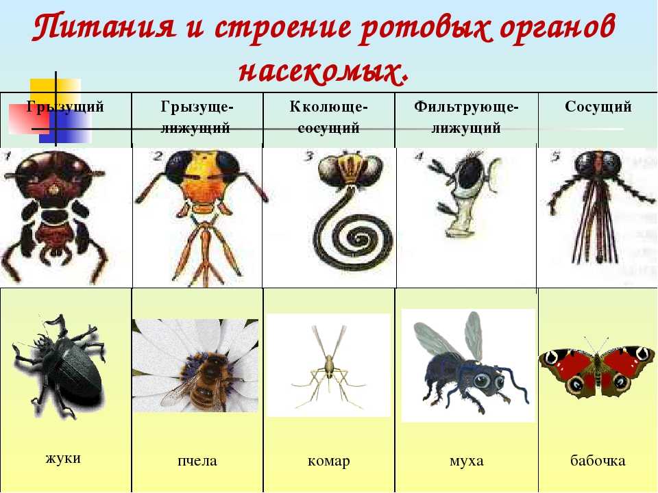 Тест на насекомых: какое я насекомое?