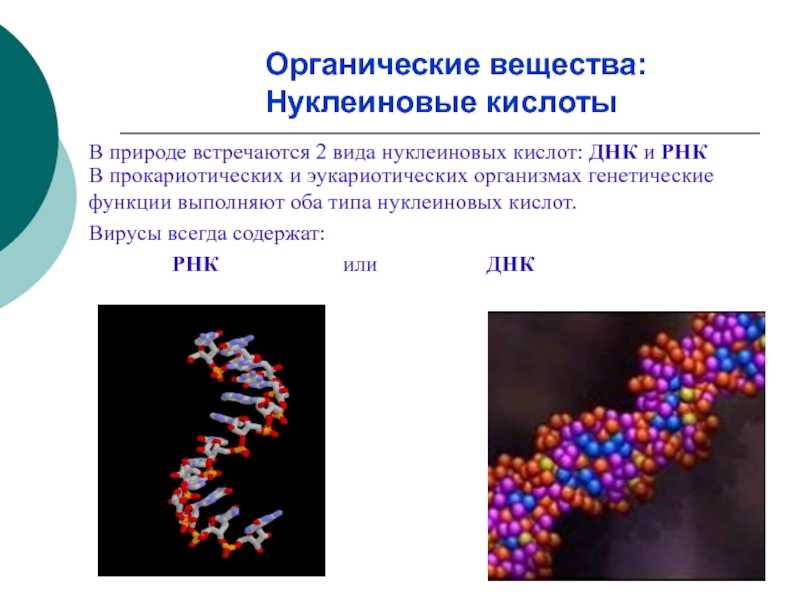 Геномные рнк. Нуклеиновые кислоты вирусов их структура и функции. Сегментированная нуклеиновая кислота. Нуклеиновая кислота вируса. Органические вещества нуклеиновые кислоты.