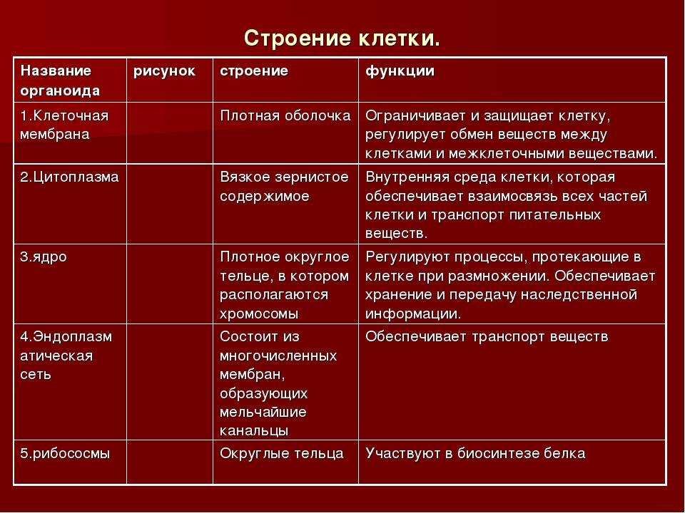 Каким номером на рисунке обозначен органоид который обеспечивает автотрофное питание клетки