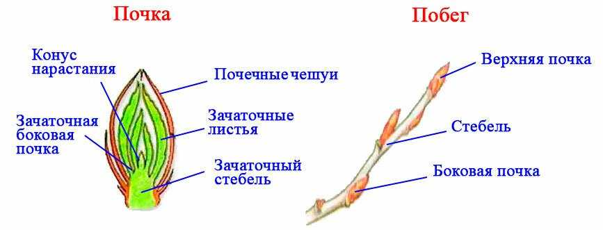 Побеги и почки, 6 класс