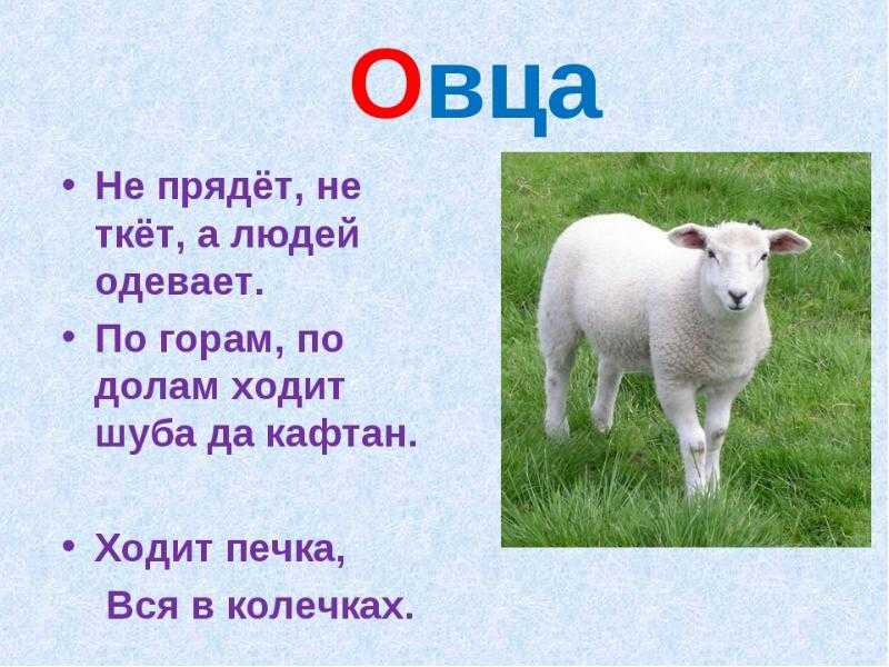 Пословицы об овце — познавательные материалы для детей