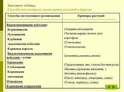 Вегетативное размножение растений - контроль-знаний.рф