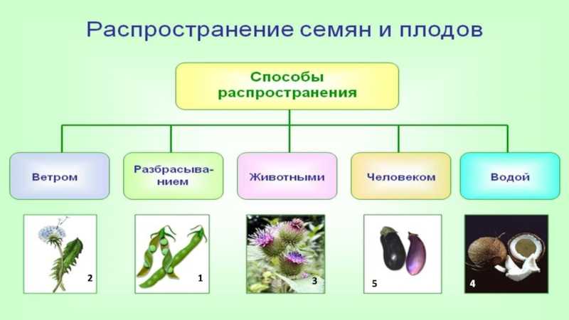 Биология 6: распространение плодов и семян - контроль знаний