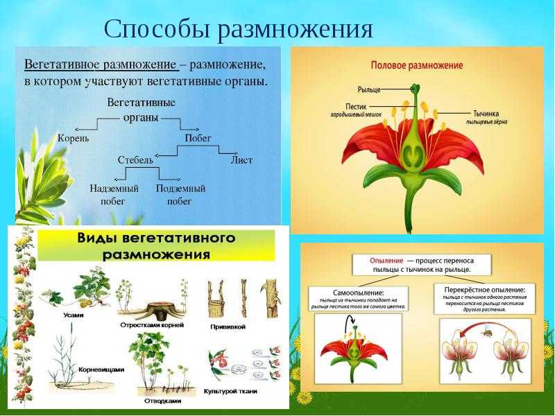 Покрытосеменные растения примеры 6 класс
