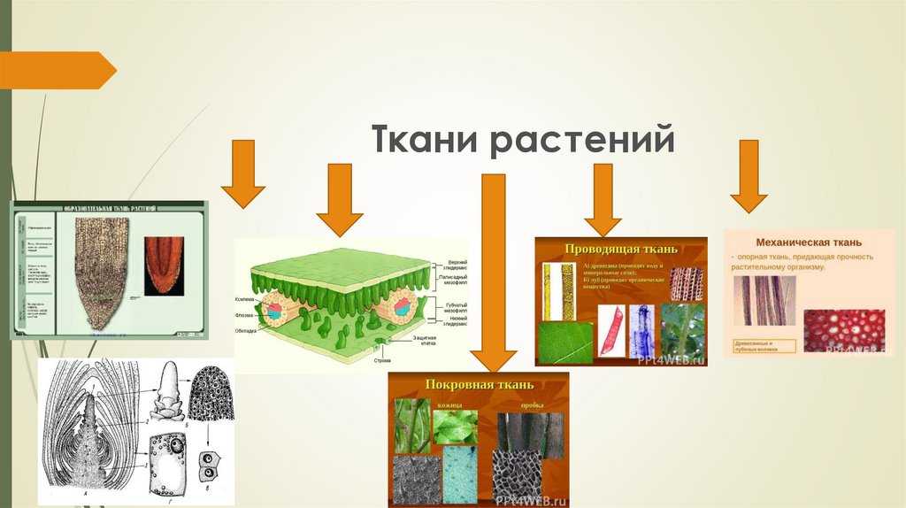 Тест по биологии ткани 8 класс