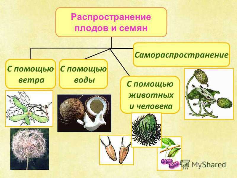 Проект способы распространения семян