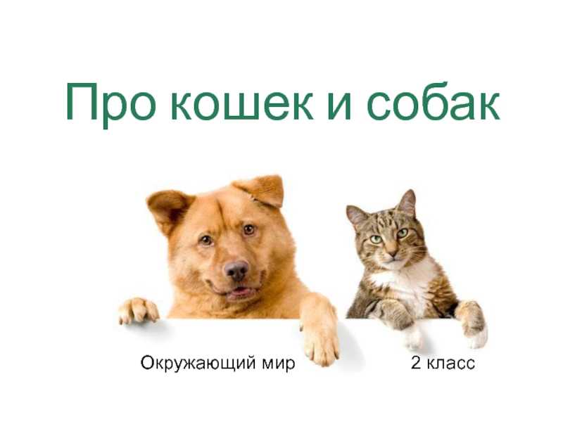 Презентация на тему тест "про кошек и собак" 2 класс