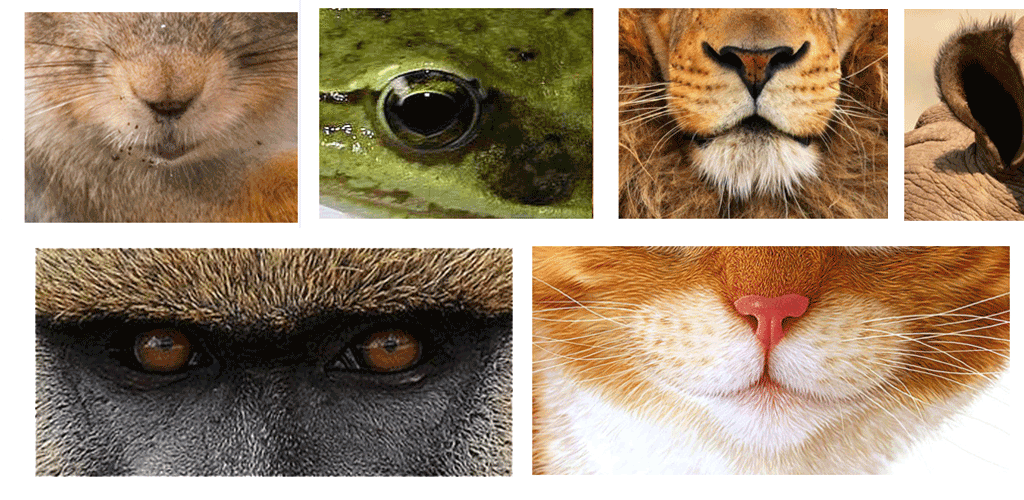 Как определить животное по фото онлайн бесплатно