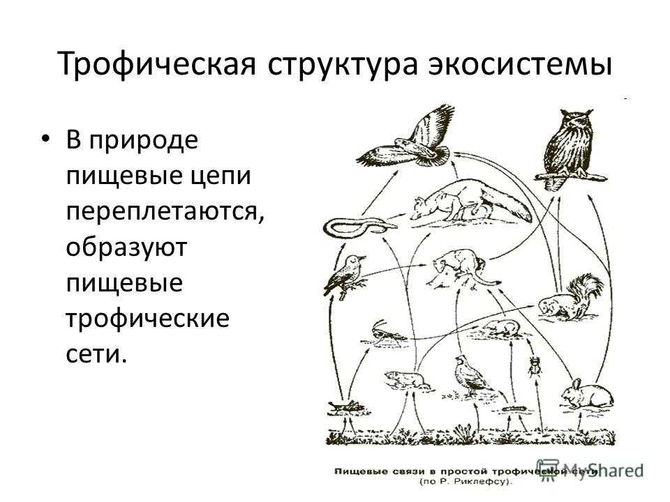 Экосистема, ее компоненты. цепи питания. разнообразие и развитие экосистем. агро