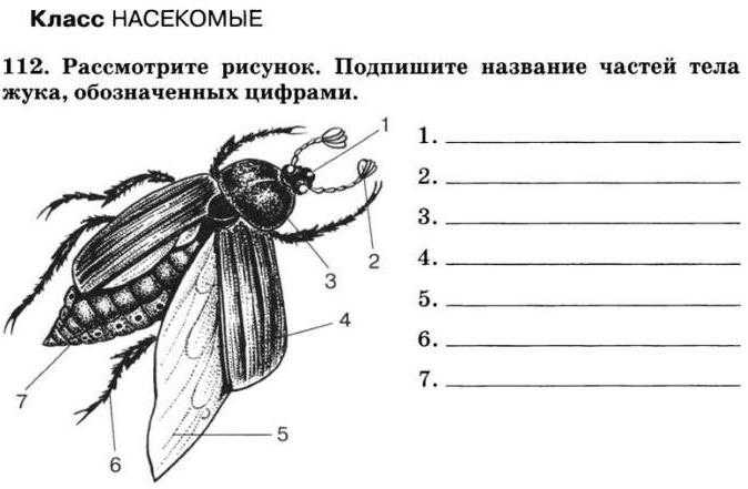 Тесты по биологии по насекомым. Карточка строение насекомых 1 класс. Внешнее строение комара биология 7. Внешнее строение насекомых. Класс насекомые строение.
