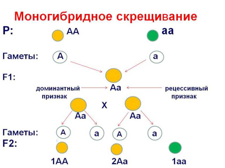 Составьте схему моногибридного скрещивания двух гетерозигот аа при условии что генотип аа летален