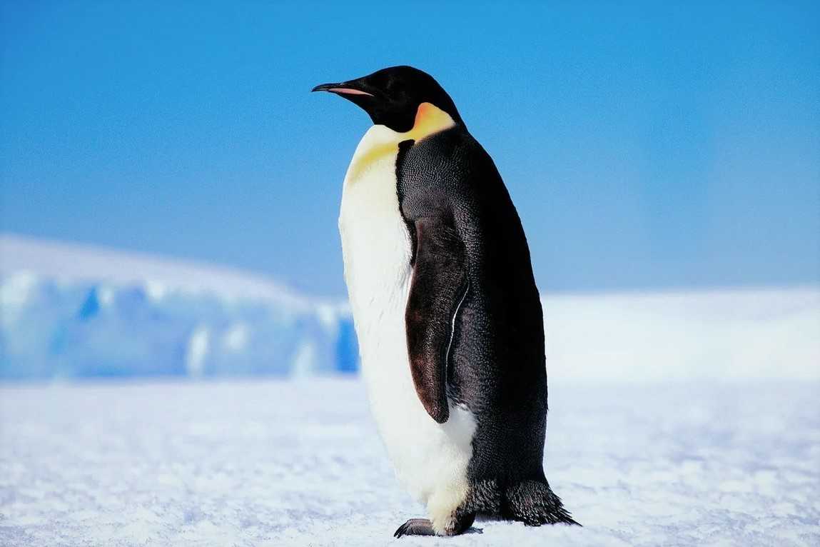 Penguin plunge nh