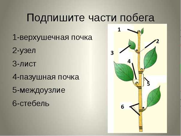 Побег, его строение и функции | тест | 6 класс | биология