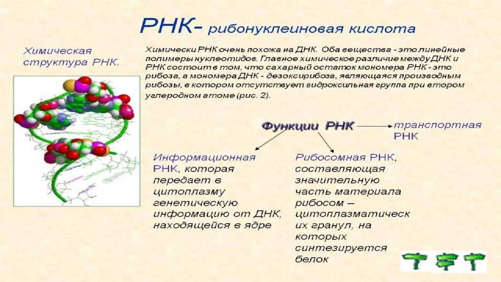 Презентация днк и рнк нуклеиновые кислоты