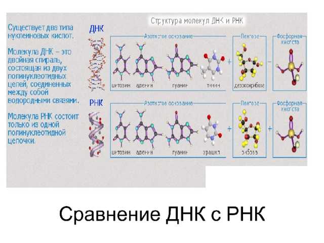 Днк 10 класс