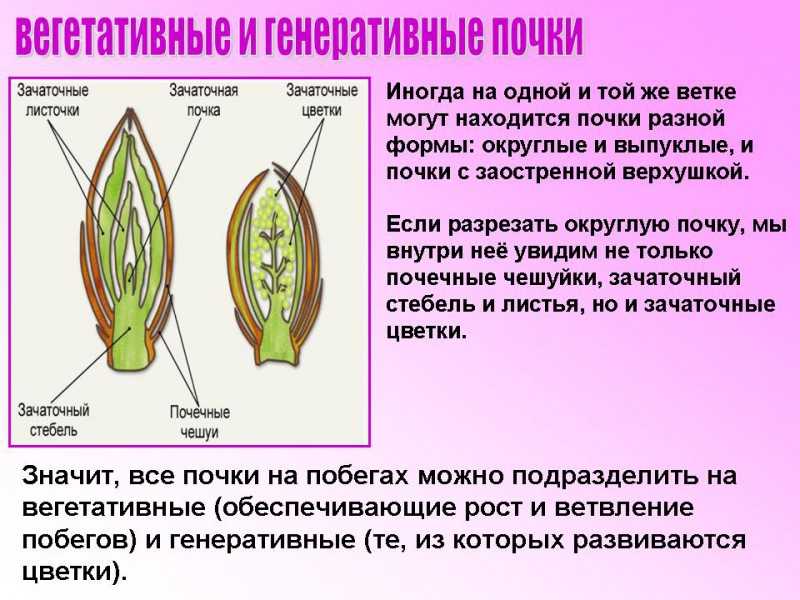 Вегетативное и генеративное ядро