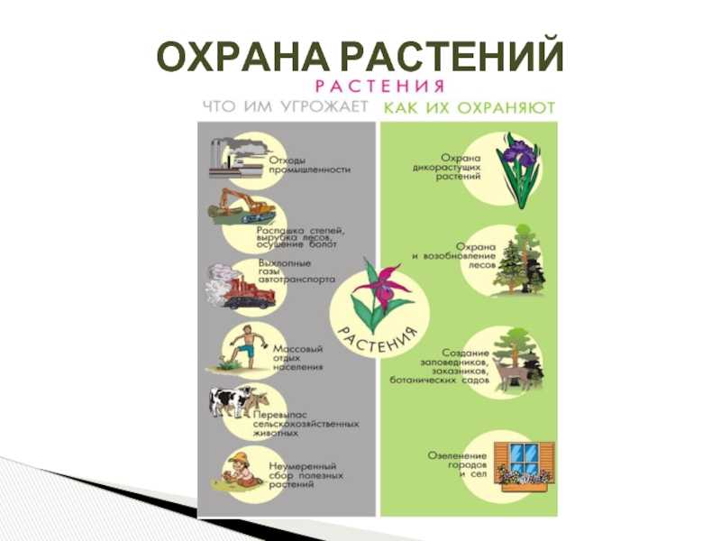 Охрана растений презентация биология