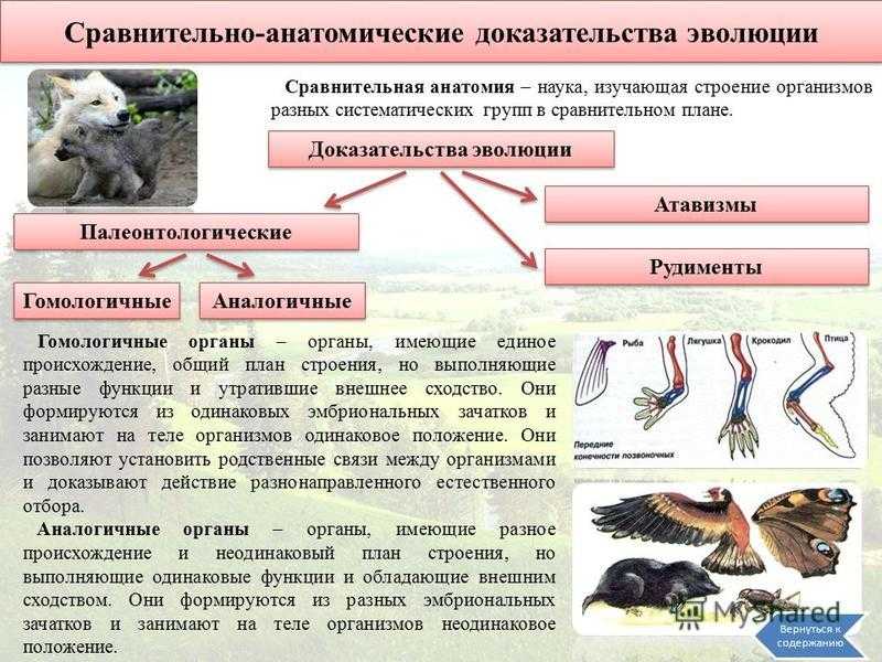 Доказательства эволюции картинки