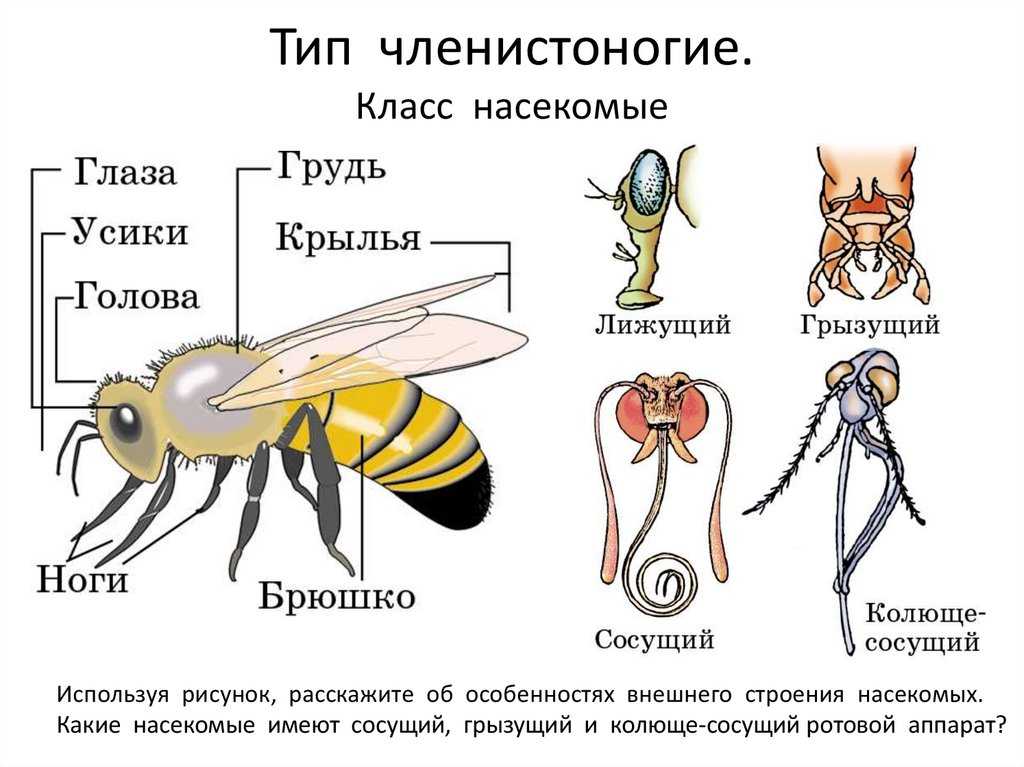Викторина о насекомых для начальной школы с ответами