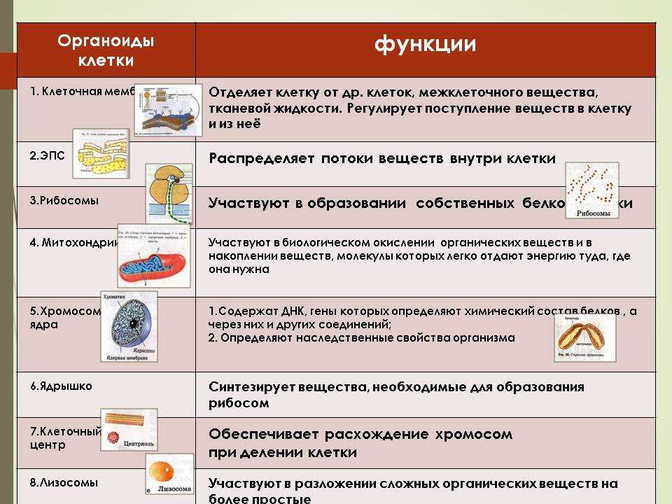 Органоиды клетки и их функции презентация 9 класс пономарева