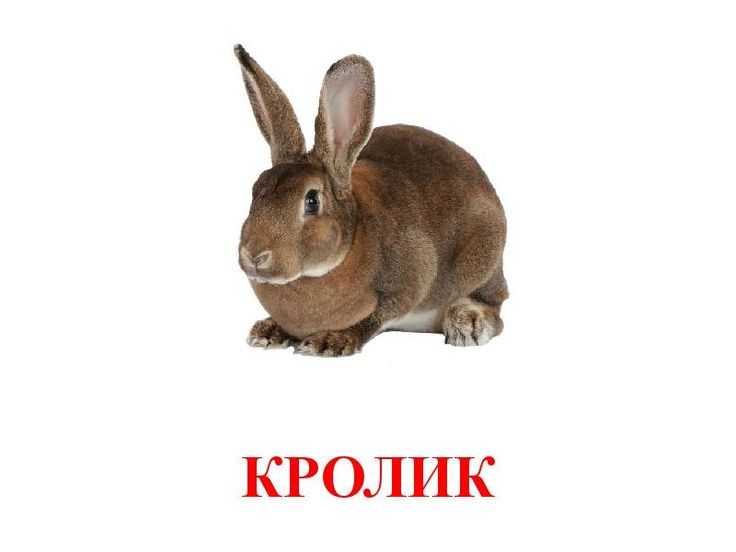 Весёлая викторина про зайцевзаячья (кроличья) - ирина фёдоровна сарапулова