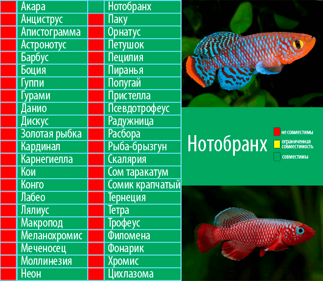 Золотая рыбка в аквариуме: 30 фото, уход и содержание, 21 вид