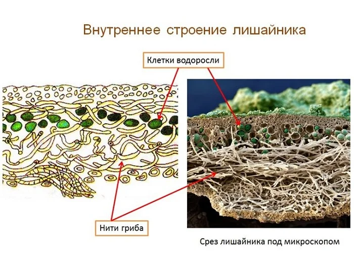 Взаимоотношения гриба и водоросли. Схема внутреннего строения лишайника. Срез лишайника строение. Строение таллома лишайника. Модель внутреннего строения лишайника.