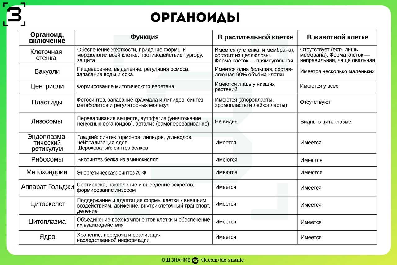Тест по биологии строение и функции органоидов клетки 10 класс