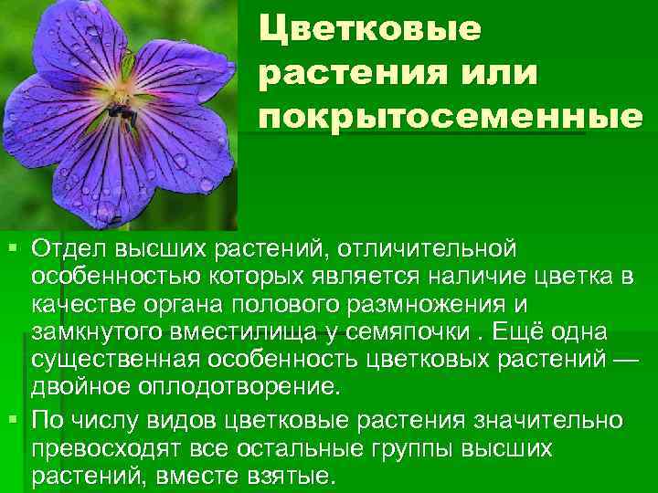 Покрытосеменные или цветковые 5 класс биология презентация