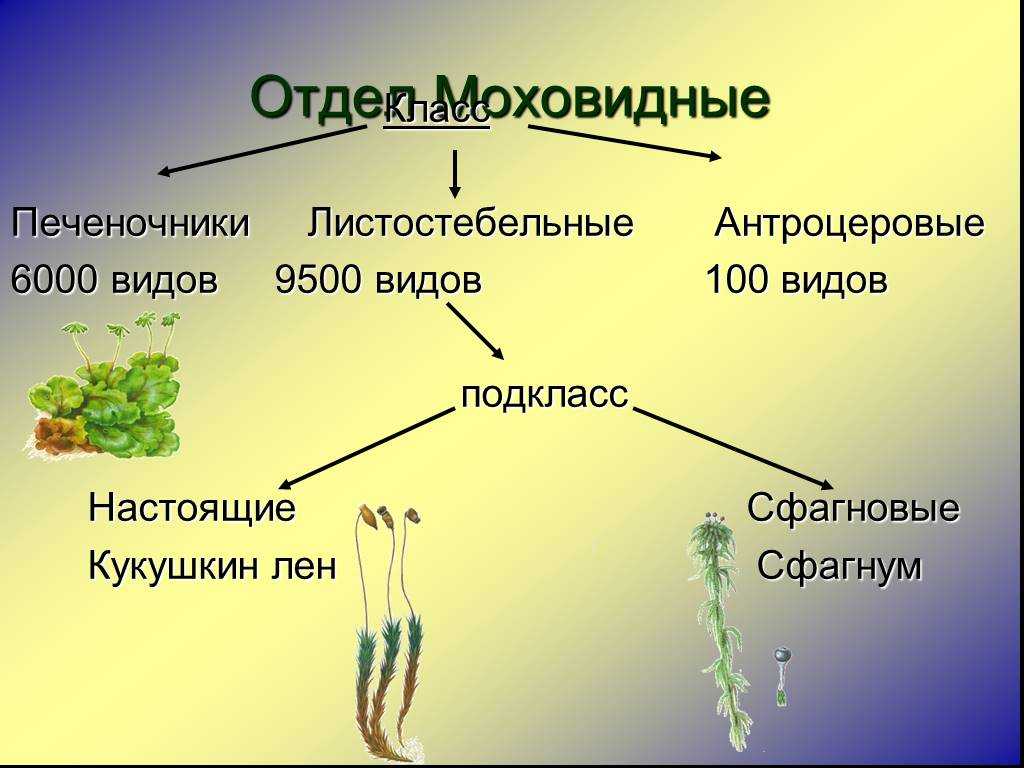 Окружающий мир "Растения" - презентация к уроку Окружающий мир - скачать презент