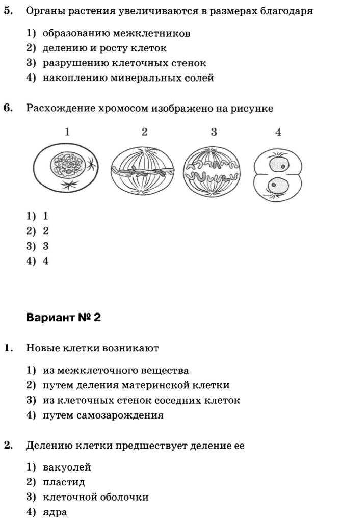 Тест строение клетки