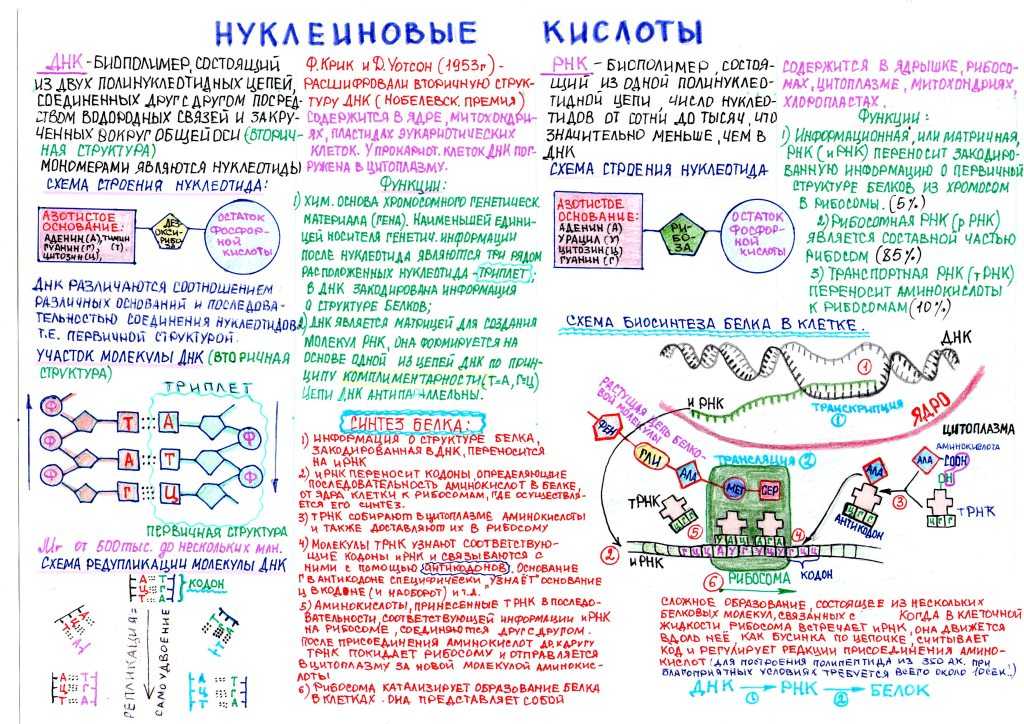 Готовые школьные проекты по биологии 9 класс