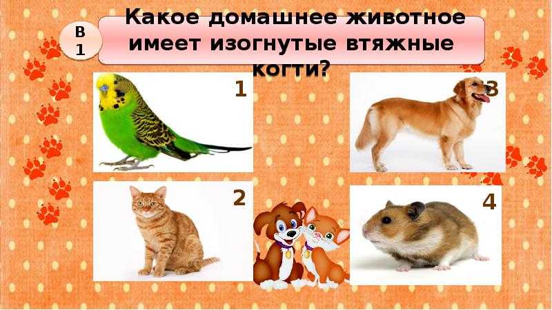Викторина про кошек и собак с ответами, 2-4 класс
