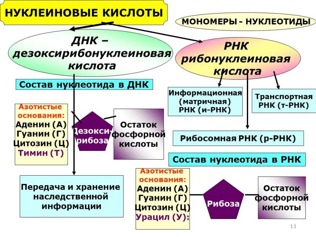 Тест по теме нуклеиновые кислоты 9 класс с ответами – тест «тест 12. биология. 9 класс. нуклеиновые кислоты. вариант 1» – iq2u – репетиторы онлайн, тесты онлайн с ответами, список вузов, подготовка гиа и егэ — море позитива