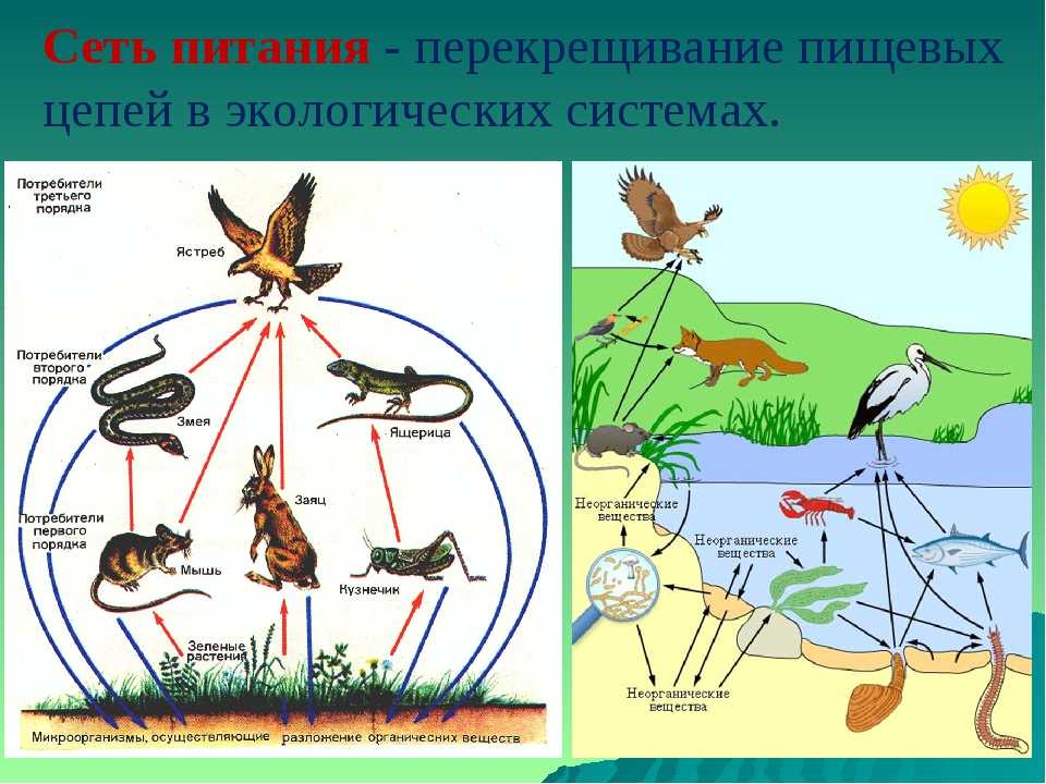 Экосистема рисунок схема