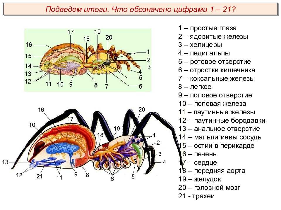 Класс насекомые. царство животные. тесты по биологии. 7 класс. елена бенуж.