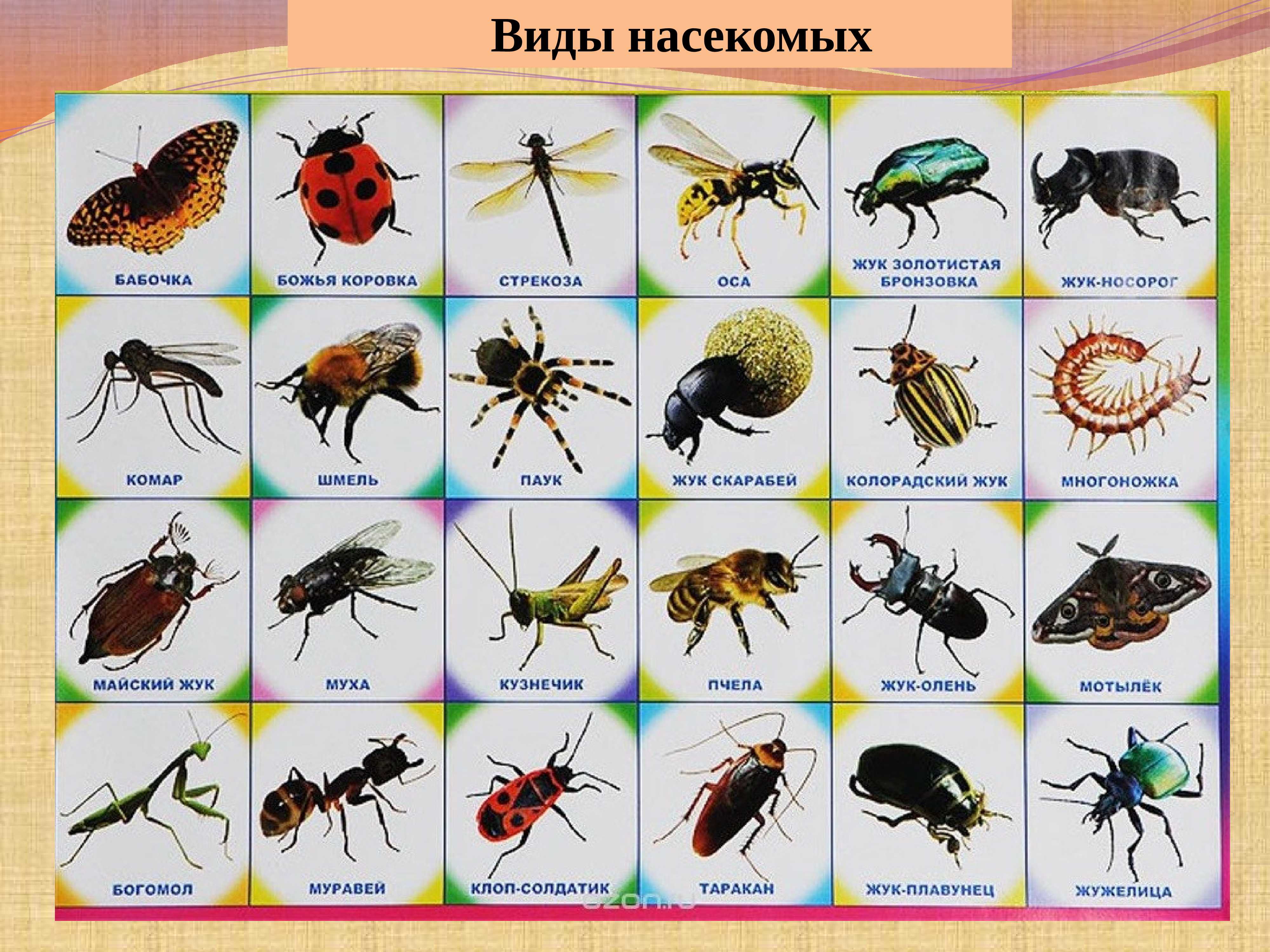 Тест по биологии класс насекомые 7 класс