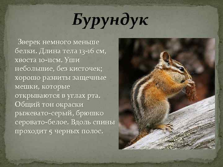 Презентация на тему бурундук